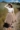 Valeria Sunflower 10